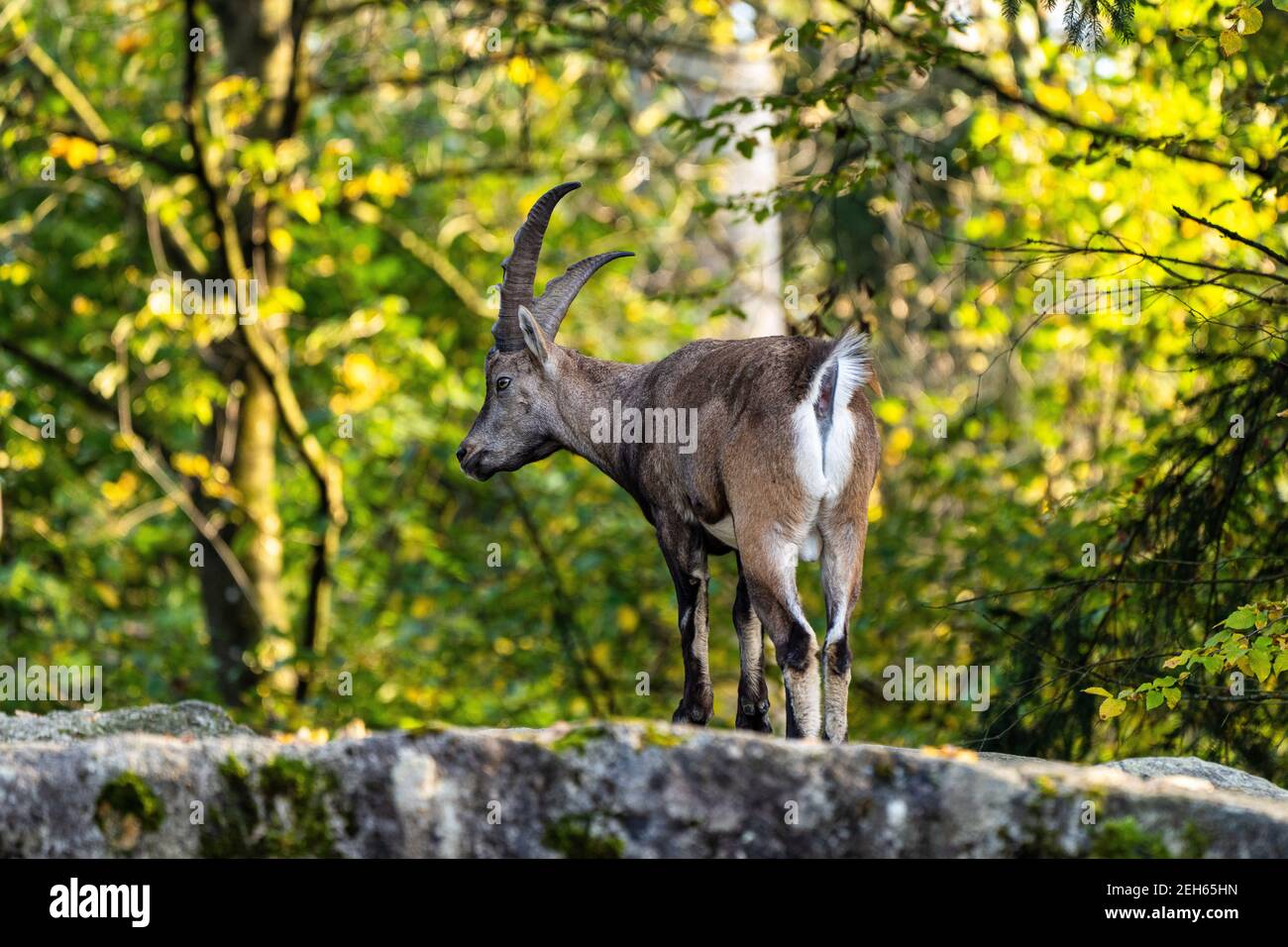 Bouquetins mâles - Capra ibex dans le zoo Banque D'Images