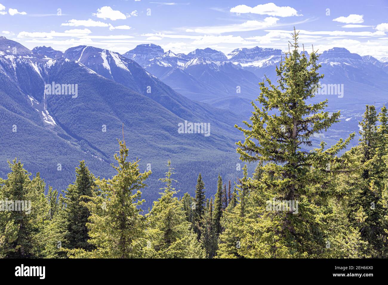 Sapins sur le mont Sulphur dans les montagnes Rocheuses, Banff, Alberta, Canada Banque D'Images