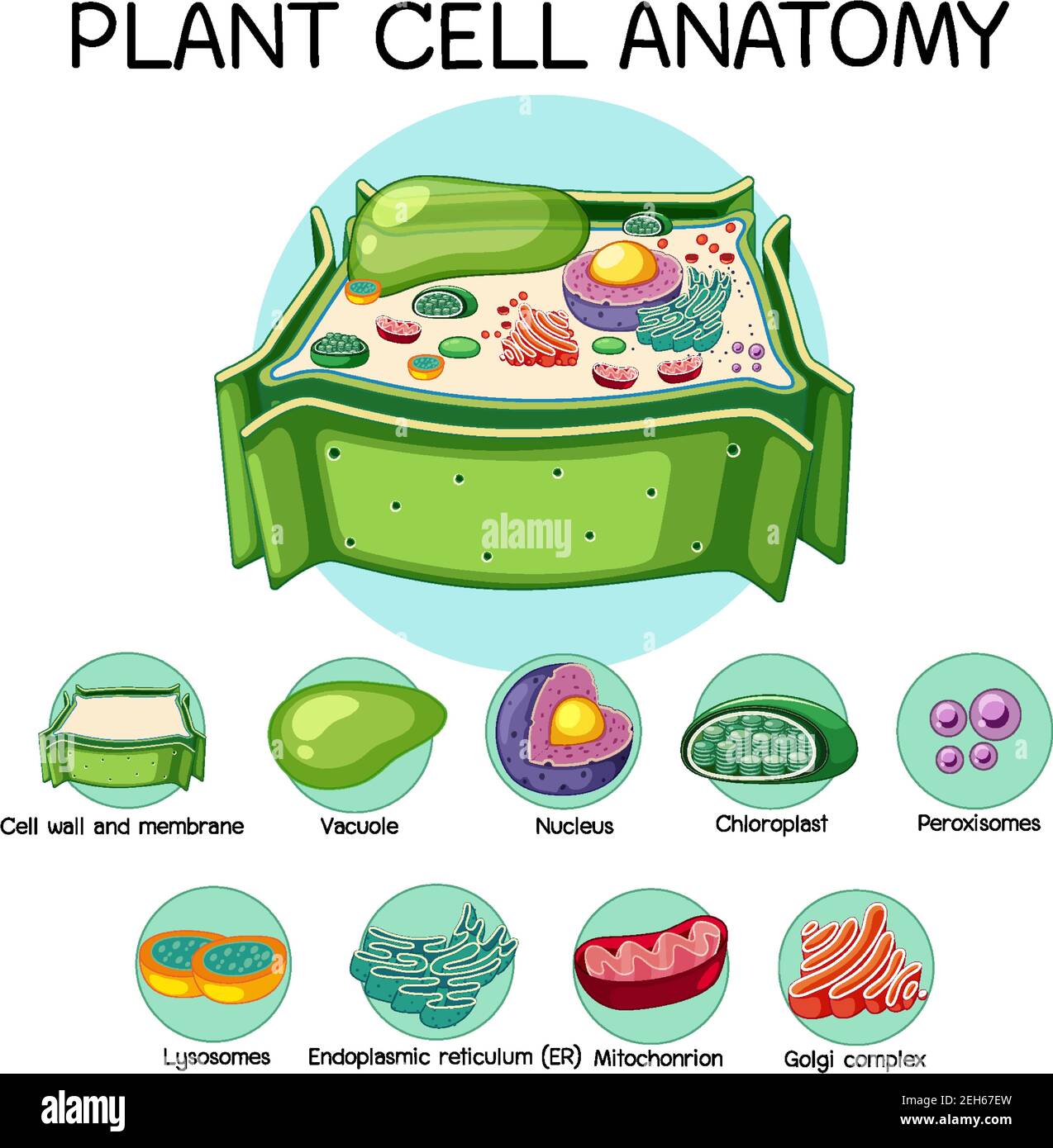 Illustration de l'anatomie des cellules végétales (diagramme de biologie) Illustration de Vecteur