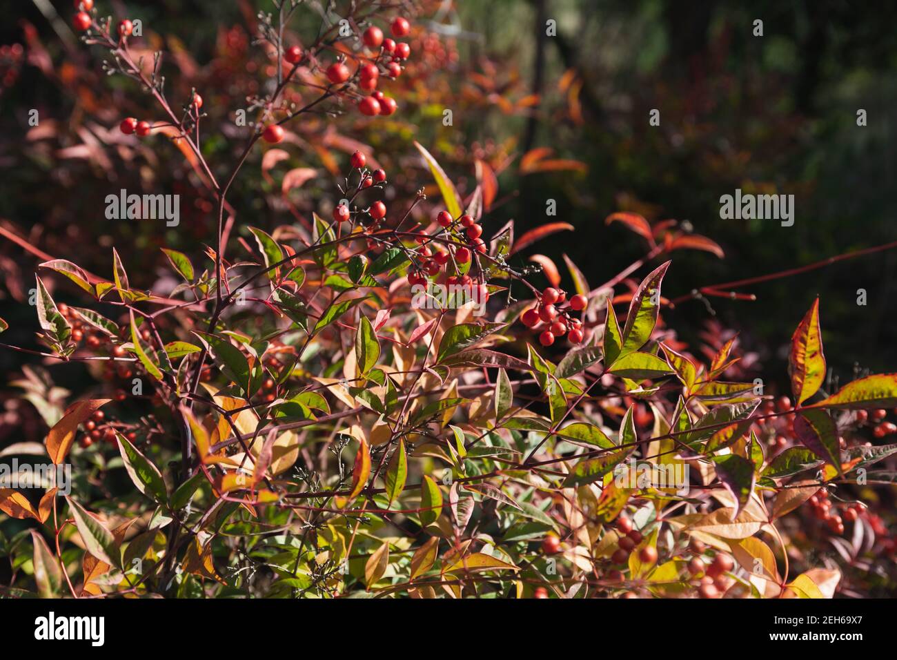 Baie alimentaire. Cerisier d'oiseau un petit cerisier ou brousse sauvage, avec des fruits rouges amers qui sont mangés par les oiseaux. Parc extérieur par une journée ensoleillée dans la nature Banque D'Images