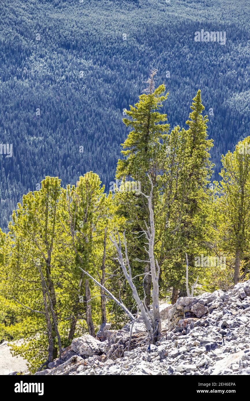 Sapins sur le mont Sulphur dans les montagnes Rocheuses, Banff, Alberta, Canada Banque D'Images