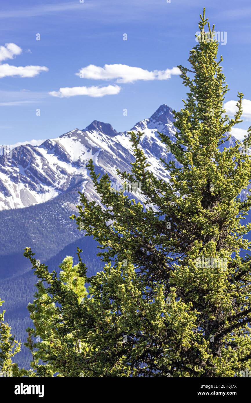 Sapin sur le mont Sulphur, dans les montagnes Rocheuses, Banff, Alberta, Canada Banque D'Images