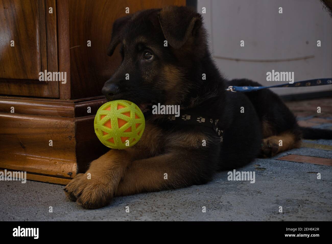 Un chiot allemand de Shepard avec une balle verte dans son museau Banque D'Images