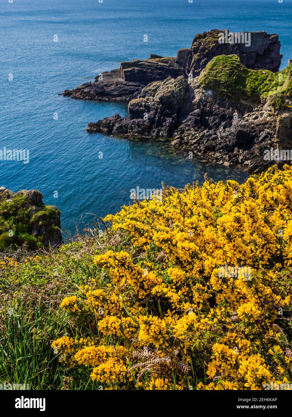 Gorse jaune (Ulex) Baie St non près de St Davids dans l'ouest du pays de Galles, réputée pour être le lieu de naissance de Saint David, le patron du pays de Galles. Banque D'Images