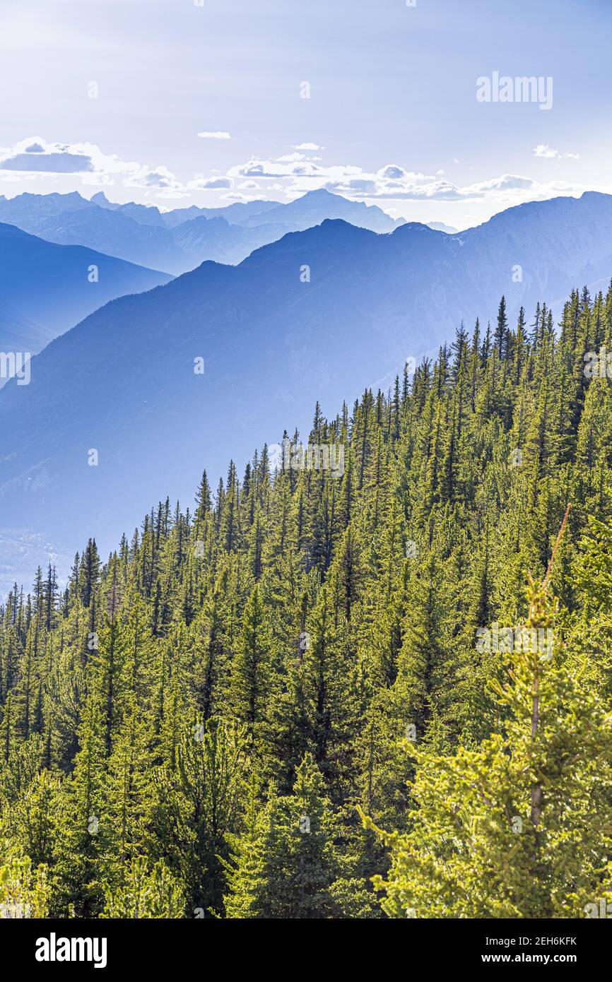 Sapins sur le mont Sulphur dans les montagnes Rocheuses, Banff, Alberta, Canada Banque D'Images