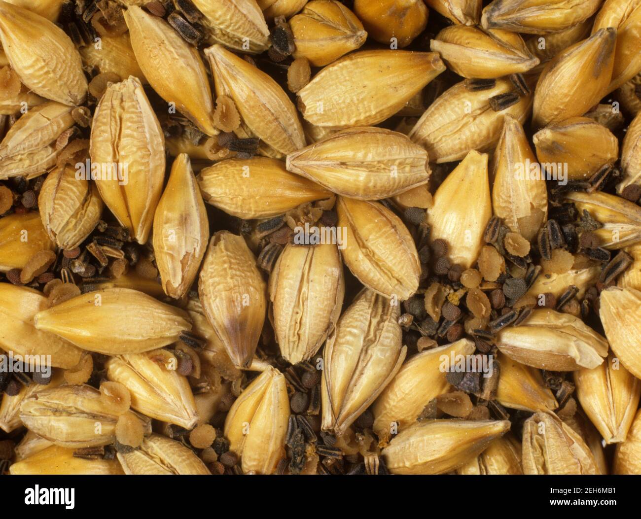 Diverses graines annuelles de mauvaises herbes à feuilles larges récoltées lors de la récolte et contaminantes céréales d'orge Banque D'Images
