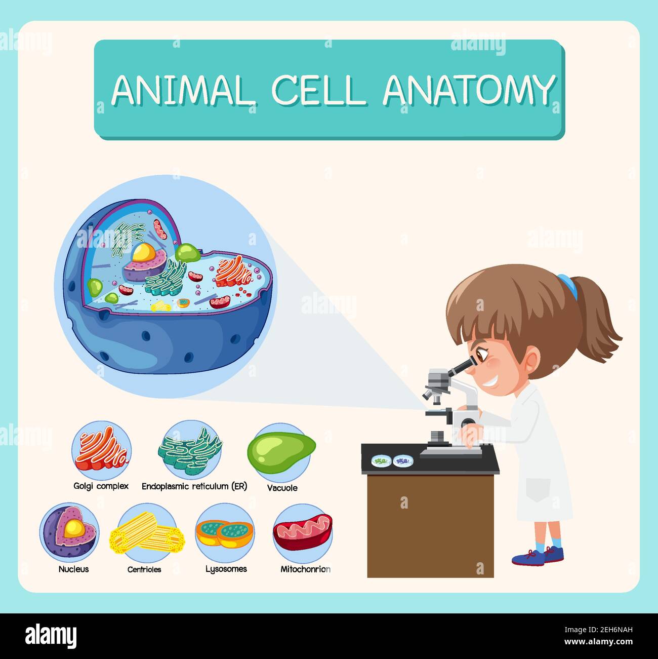 Illustration de l'anatomie des cellules animales (diagramme de biologie) Illustration de Vecteur