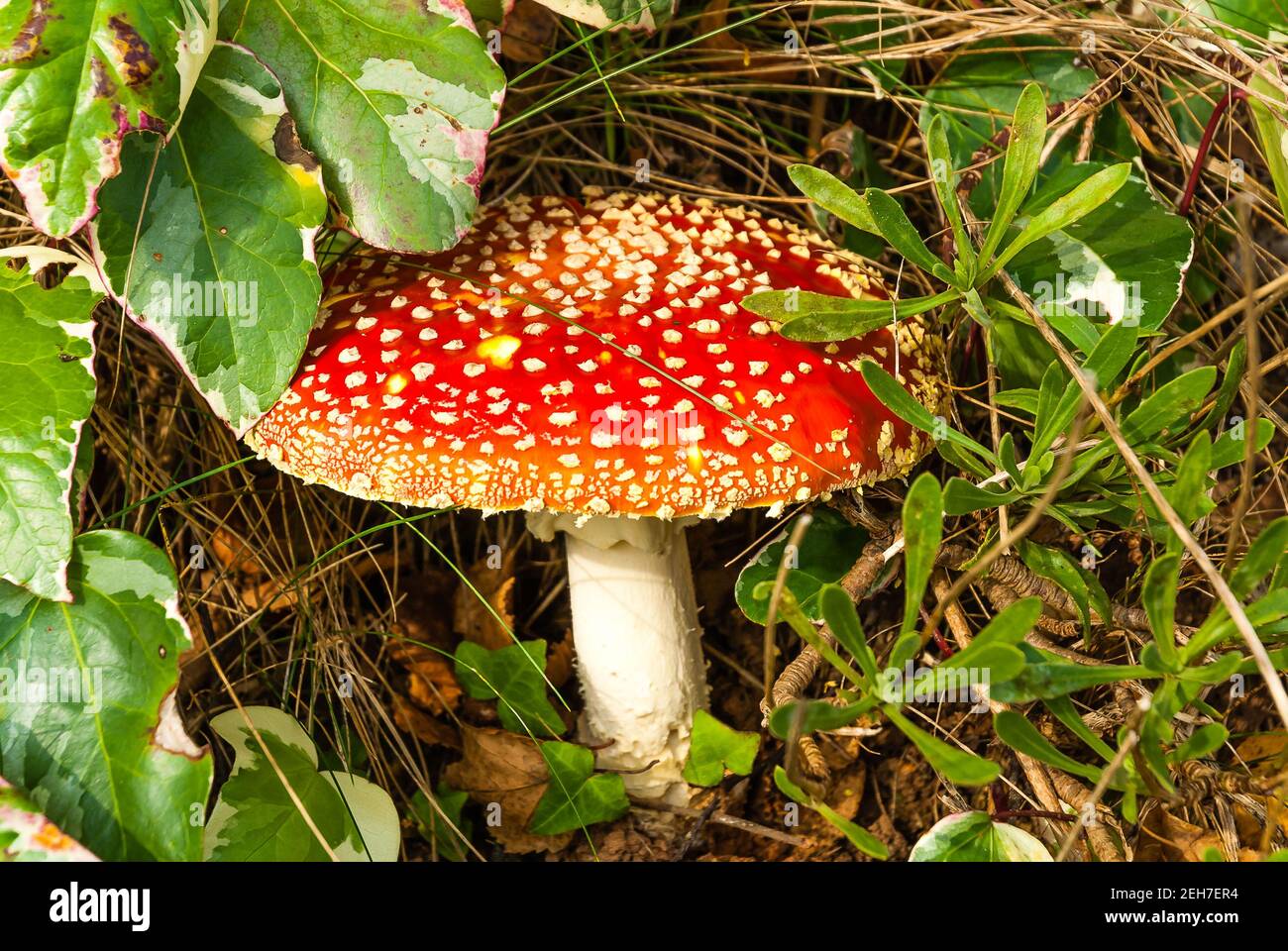 Un toadstall poussant dans un jardin privé ou Fly agaric/ Amanita muscaria. Banque D'Images