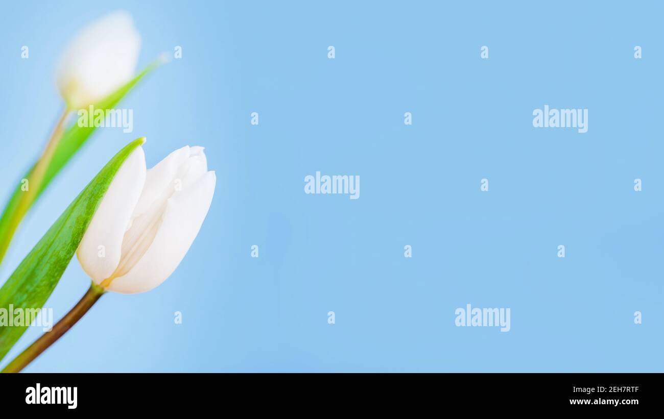 Printemps tulipe blanche simple sur un fond bleu clair, panorama, espace de copie Banque D'Images