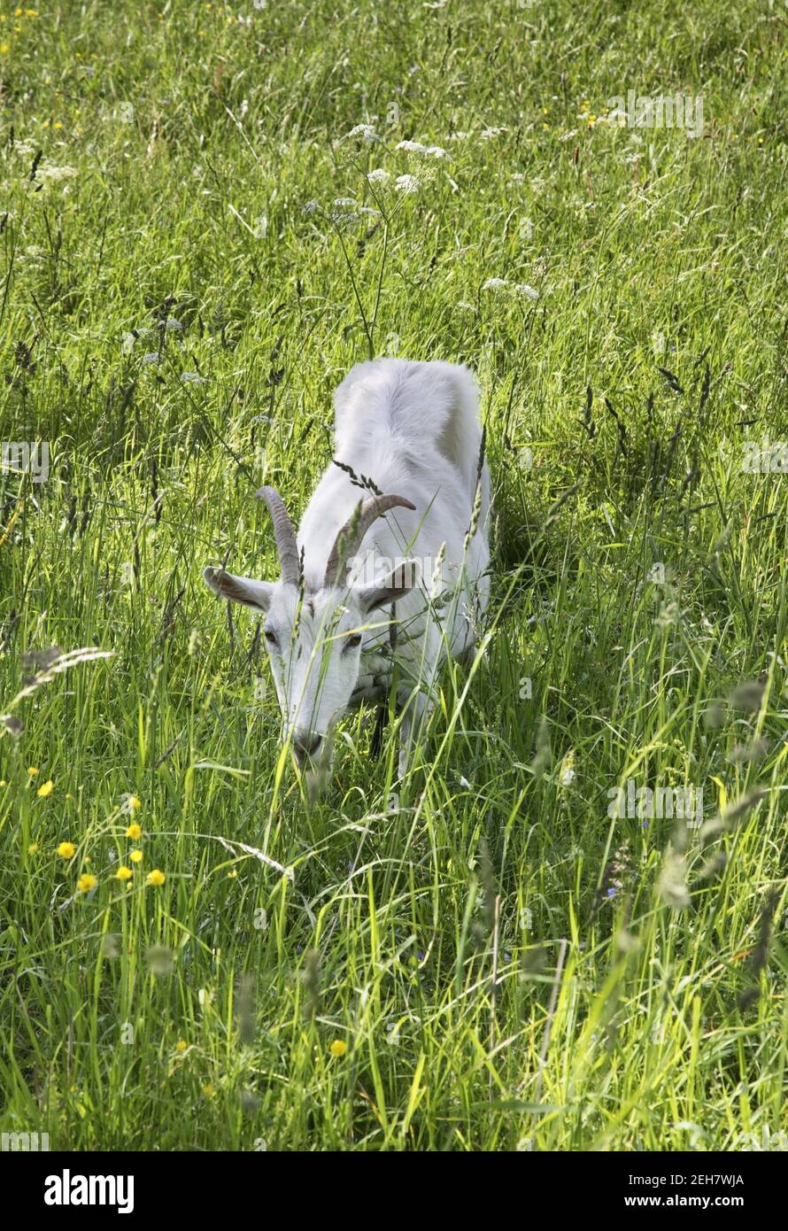 Chèvre à Prazaroki. Région de Vitebsk. Bélarus Banque D'Images