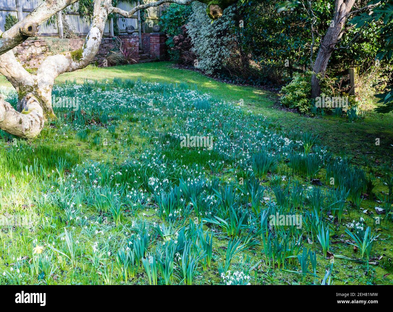 Chutes de neige dans un jardin privé. Banque D'Images