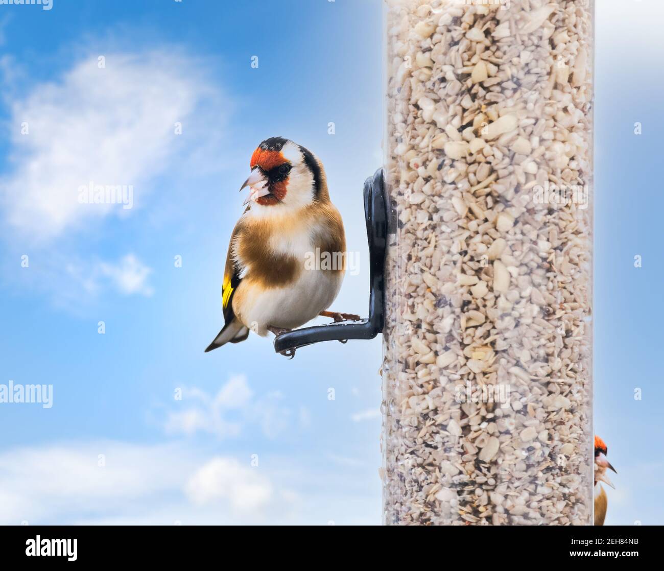 Orfèvres européens (Carduelis carduelis) assis sur un mangeoire à oiseaux Banque D'Images