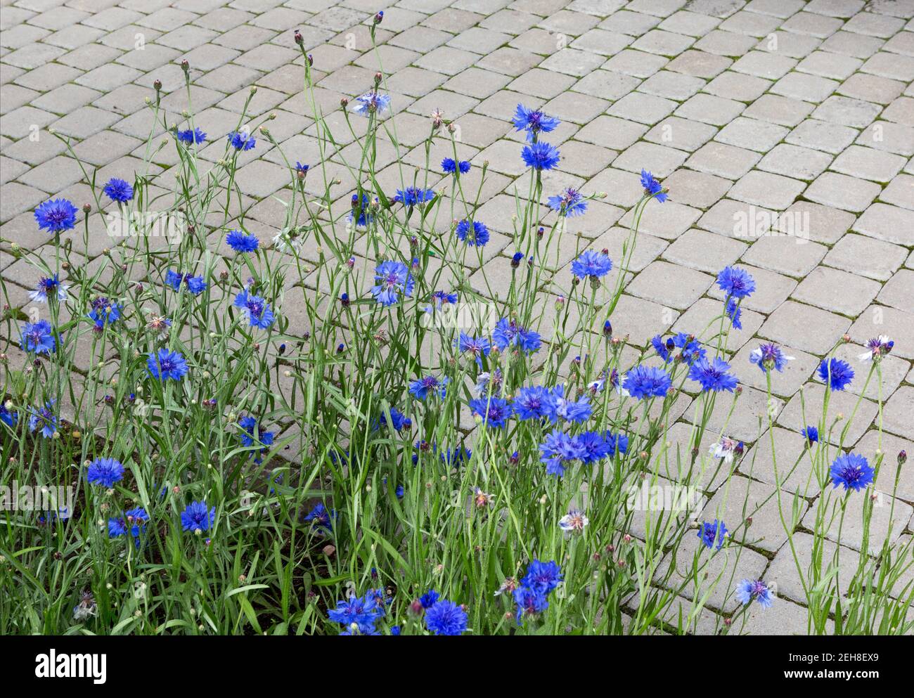 aménagement paysager. Fleurs de maïs bleues sur fond de chaussée en pierre. Banque D'Images