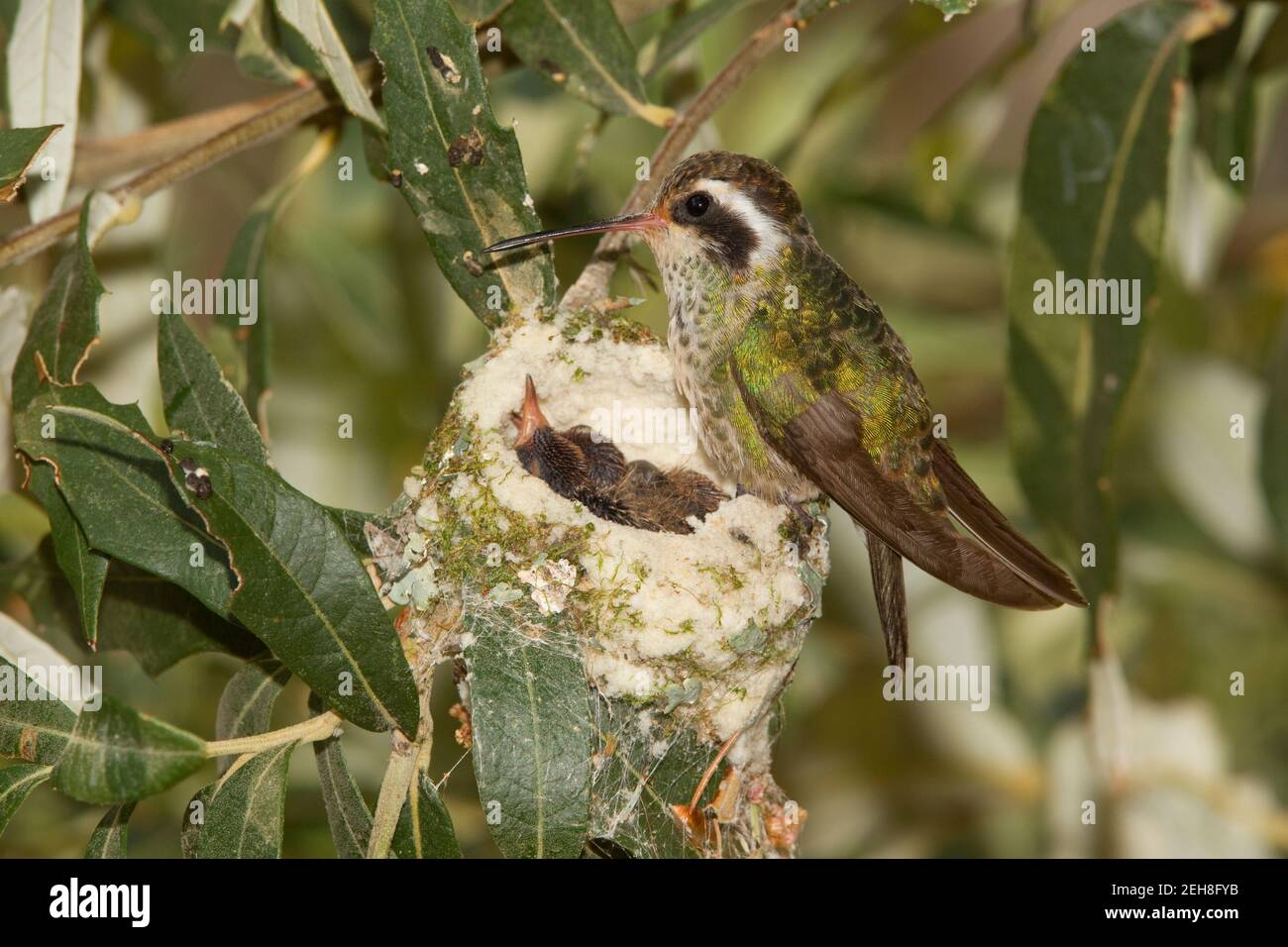 Femelle et oisillons d'oiseau-mouches à oreilles blanches, Hylocharis leucotis, 9 et 11 jours dans le chêne Silverleaf. Banque D'Images