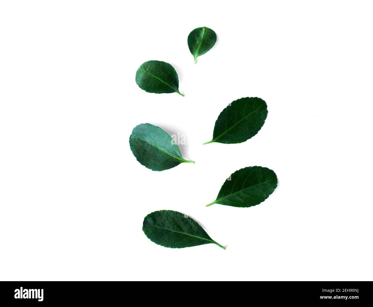 Feuilles vertes fraîches isolées sur fond blanc. Banque D'Images
