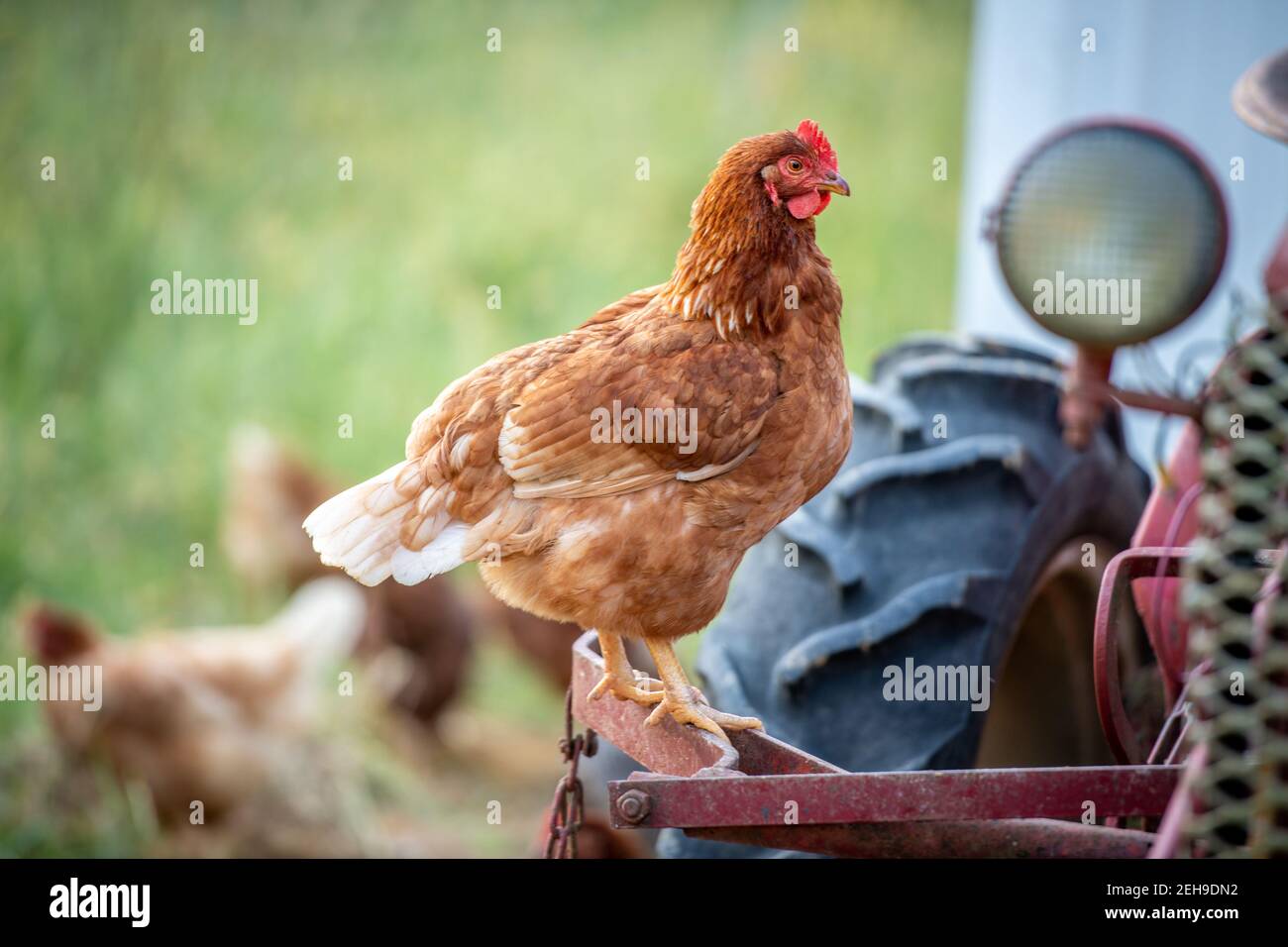 Gros plan d'un poulet élégant debout sur un tracteur à Valley Lee, MD. Banque D'Images