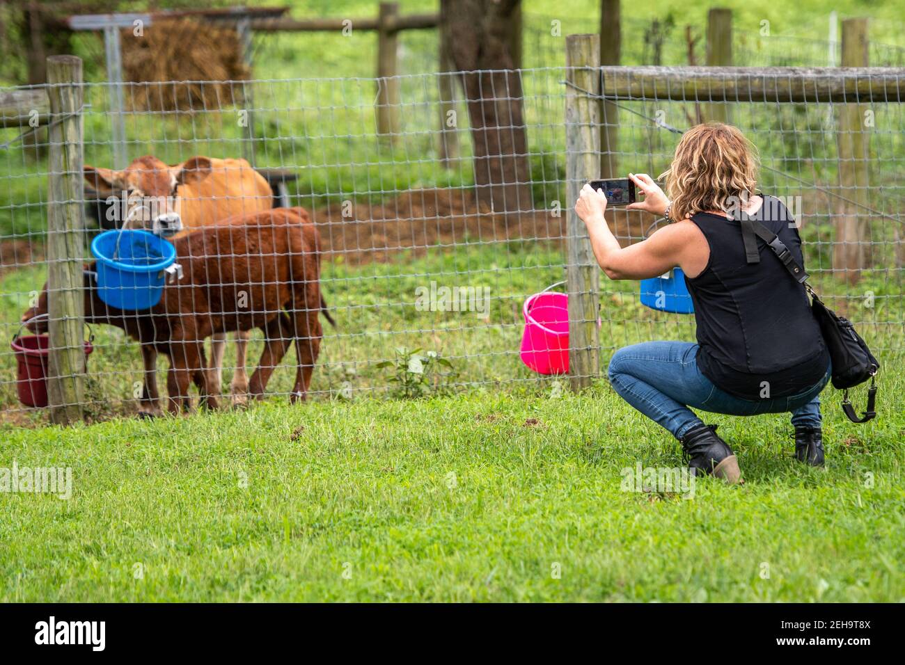 Femme utilise son téléphone pour prendre des photos de deux veaux, Conowingo, Maryland Banque D'Images