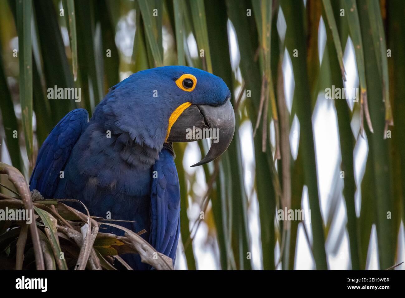 Jacinthe Macaw dans le nord du Pantanal brésilien, Mato Grosso. Banque D'Images