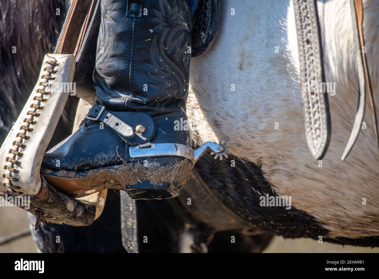 Gros plan de bottes de cowboy dans les braups, Brandywine, MD Banque D'Images