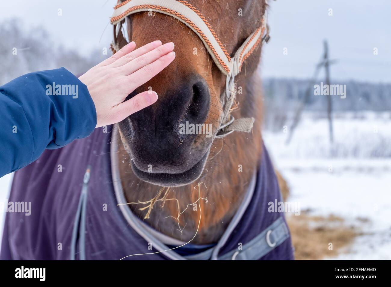 Gros plan d'une main de femme qui a étreugné le museau d'un cheval brun à la campagne en hiver. Banque D'Images