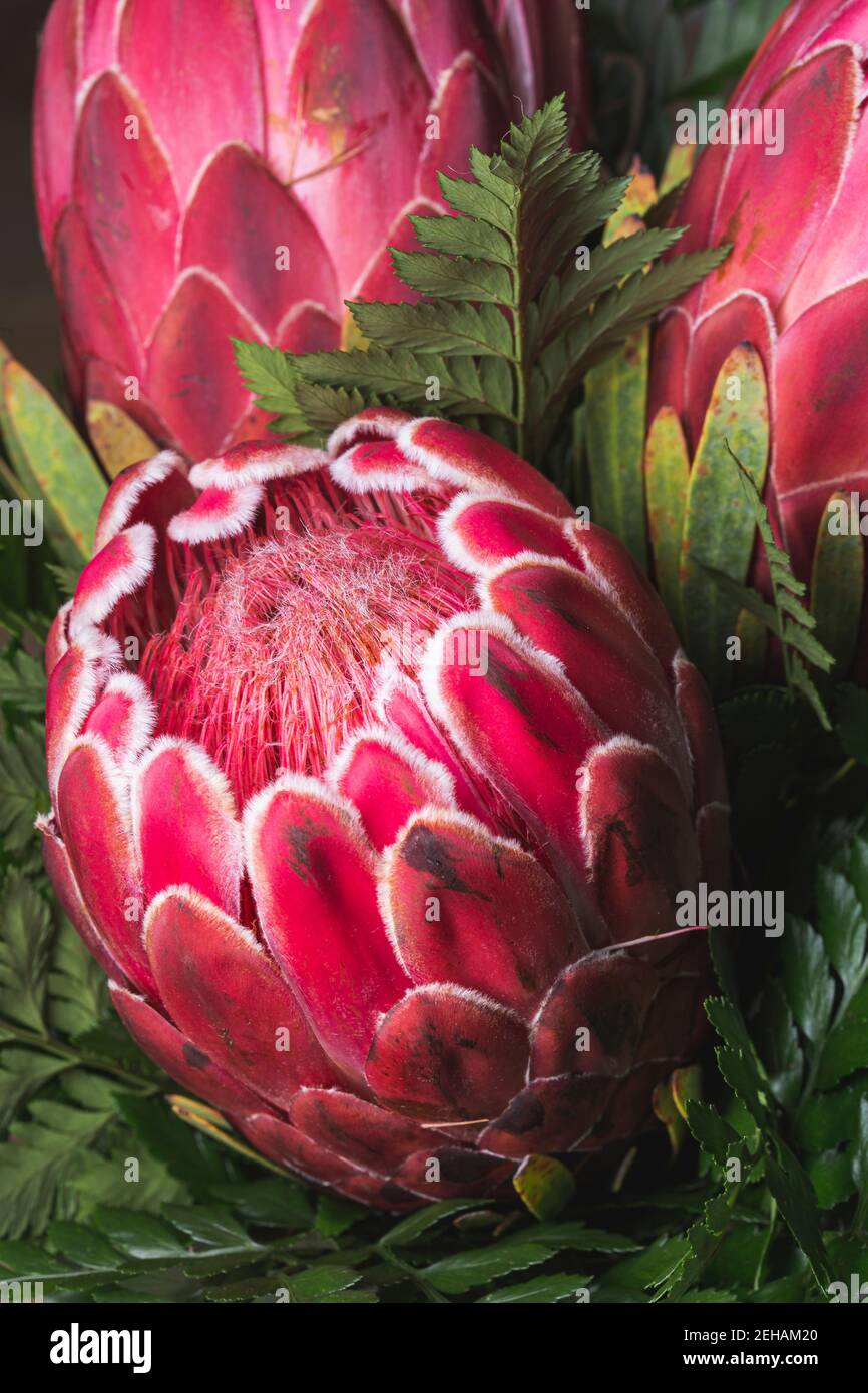 Le roi rouge Protea fleur sud-africaine gros plan encore isolé sur fond noir Banque D'Images