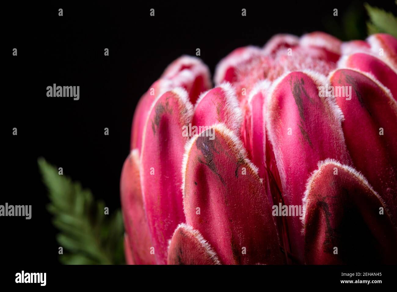 Le roi rouge Protea fleur sud-africaine gros plan encore isolé sur fond noir Banque D'Images