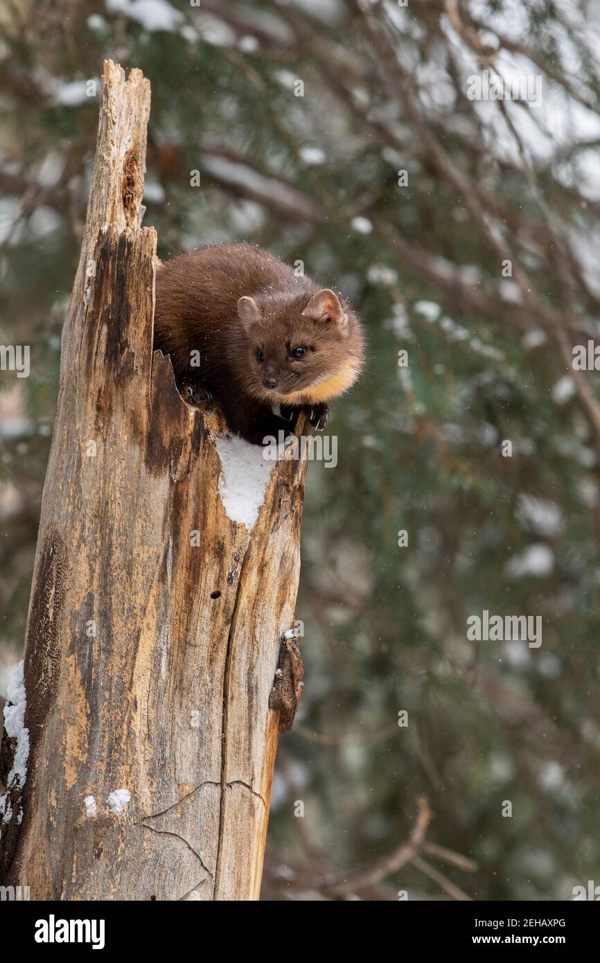 États-Unis, Montana, parc national de Yellowstone. Lone Pine Marten typique de l'habitat forestier d'hiver (SAUVAGE : Martes americana) Banque D'Images