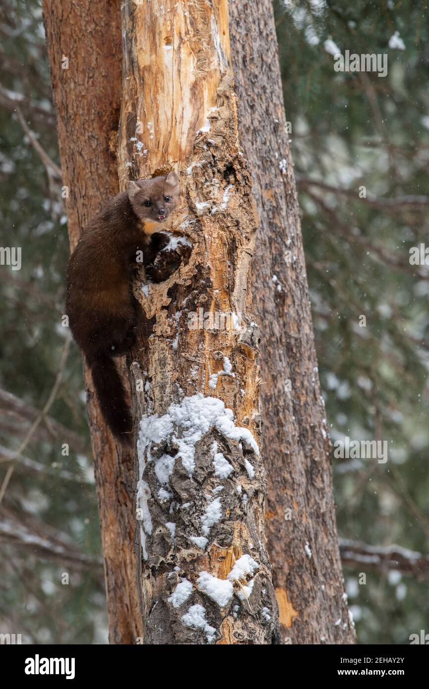 États-Unis, Montana, parc national de Yellowstone. Lone Pine Marten typique de l'habitat forestier d'hiver (SAUVAGE : Martes americana) Banque D'Images