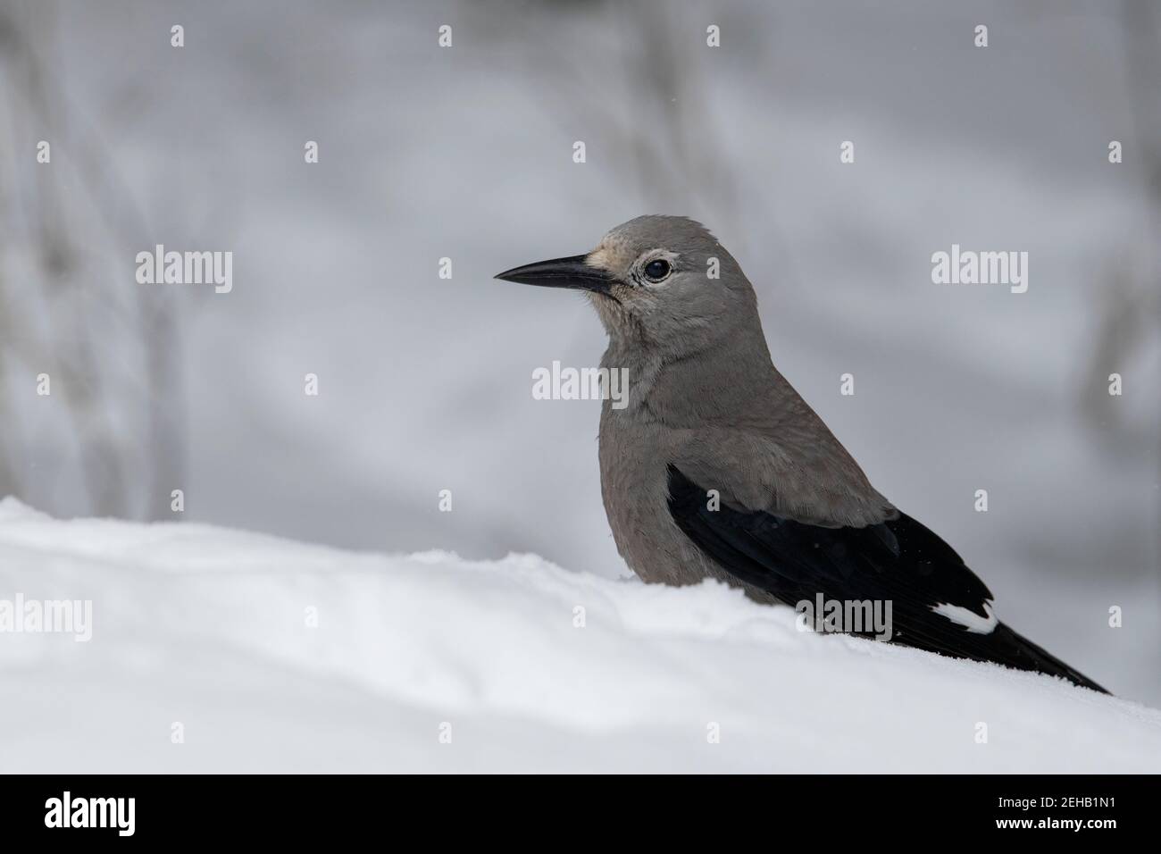 États-Unis, Wyoming, parc national de Yellowstone. Casse-noisette de Clark (SAUVAGE : Nucifraga columbiana) dans la neige. Banque D'Images