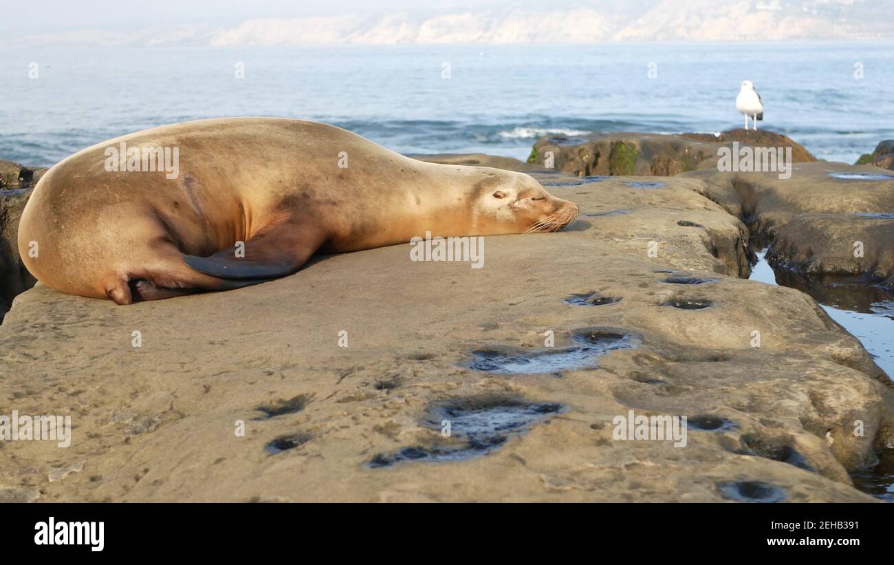 Lion De Mer Sur Le Rocher De La Jolla Phoque Sauvage Eleve Reposant Pres De L Ocean Pacifique Sur La Pierre Drole De Faune Et De Flore Se Lassant Sur La Plage Mam