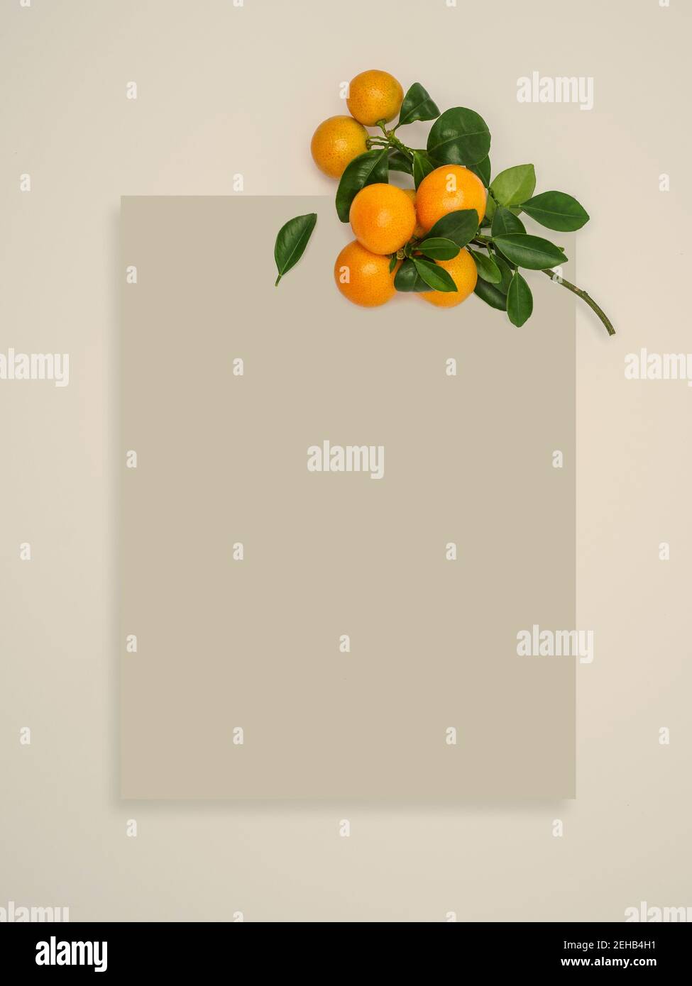 Maquette de carte beige avec clémentines fraîches sur fond beige. Hybride de tangerines de petite taille. Vue de dessus, espace de copie. Banque D'Images Maquette de carte beige avec clémentines fraîches sur fond beige. Hybride de tangerines de petite taille. Vue de dessus, espace de copie. Banque D'Images