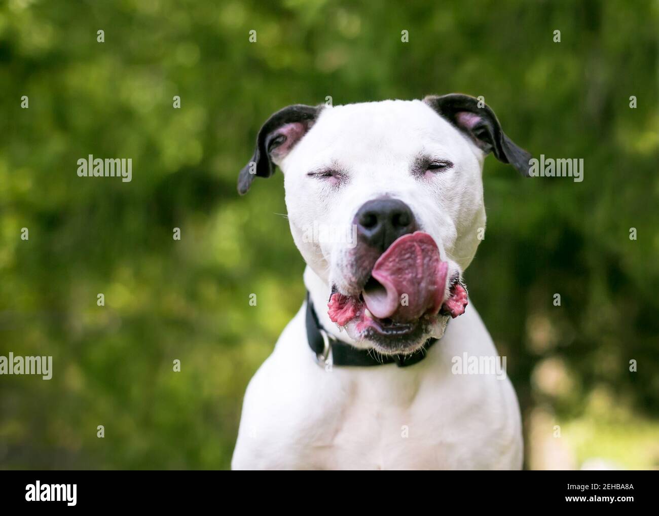 Un chien américain de race mixte noir et blanc avec ses yeux fermés et léchant ses lèvres Banque D'Images