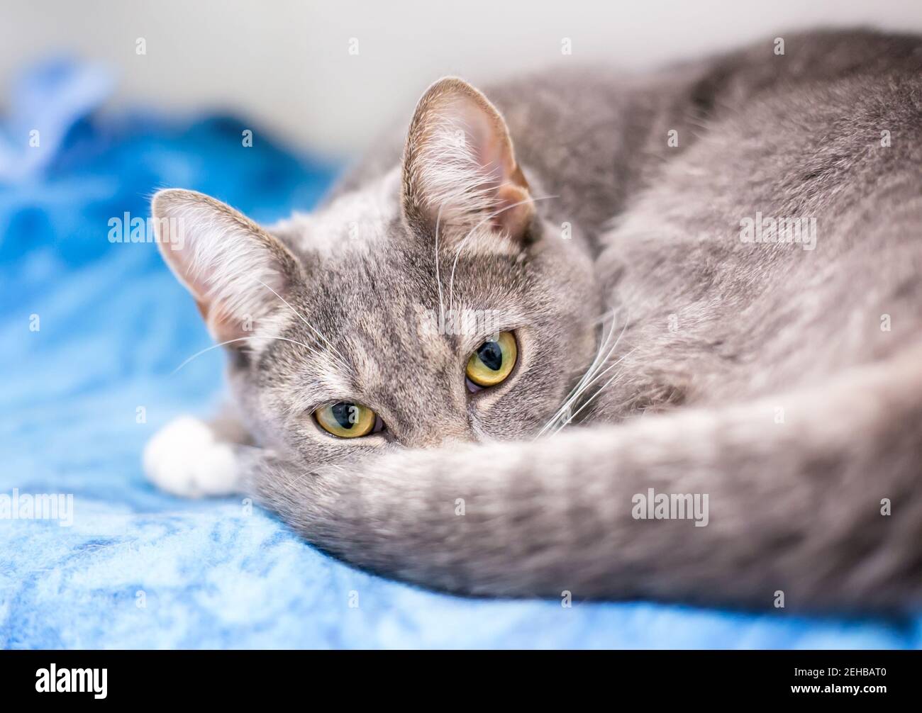 Un tabby gris à motif de shorthair chat courbé sur un bleu couverture Banque D'Images