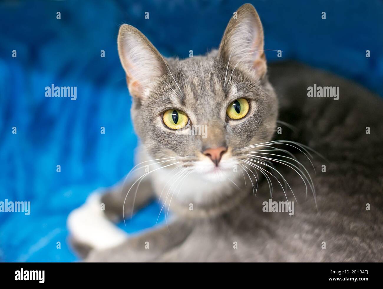 Un chat court tabby gris avec des yeux jaunes, allongé sur une couverture bleue et regardant l'appareil photo Banque D'Images