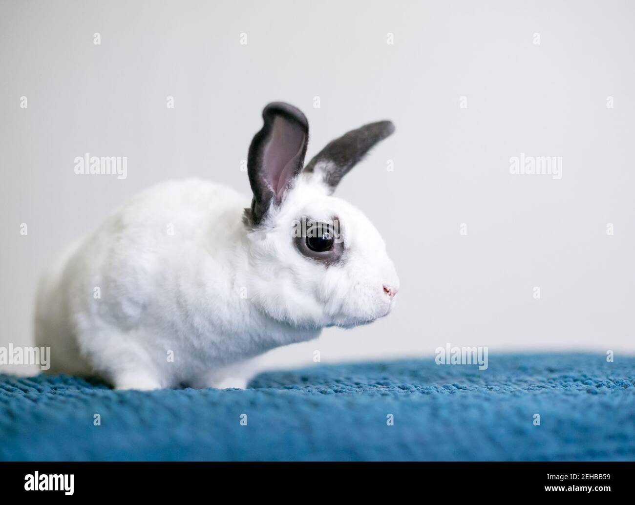 Un petit lapin noir et blanc de race mixte Rex assis sur une couverture bleue Banque D'Images