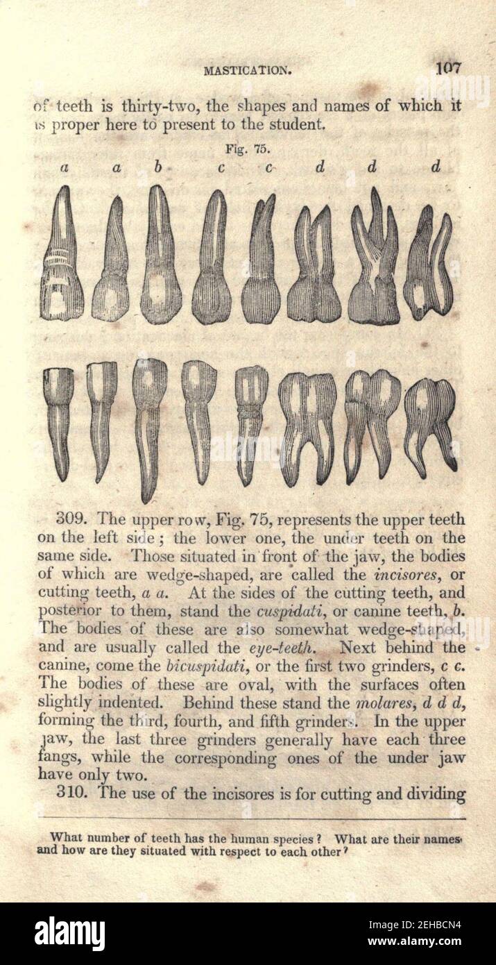 Contours de la physiologie, à la fois comparative et humaine (page 107) Banque D'Images