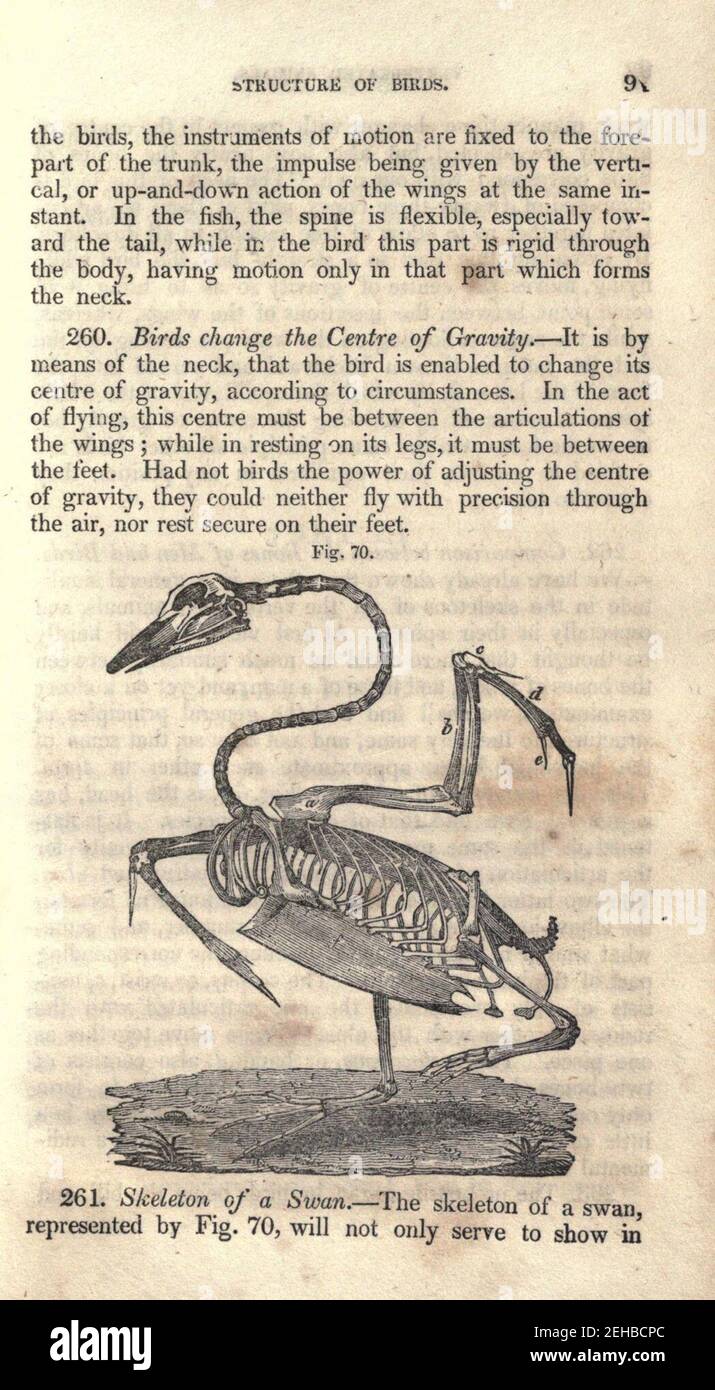 Contours de la physiologie, à la fois comparative et humaine (page 91) Banque D'Images