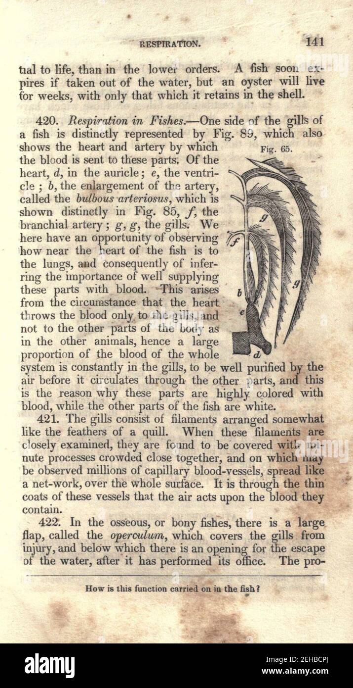 Contours de la physiologie, à la fois comparative et humaine (page 141) Banque D'Images