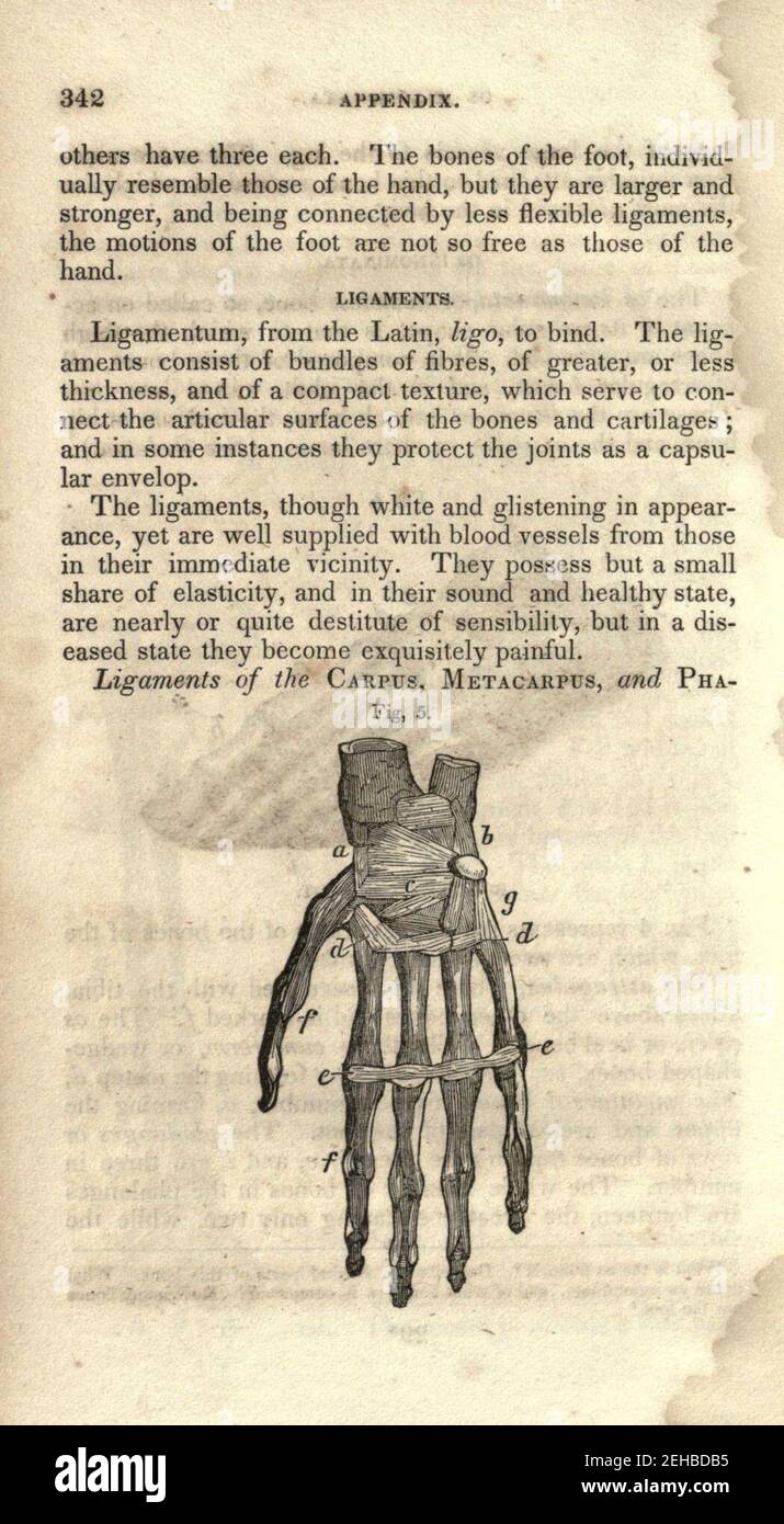 Contours de la physiologie, à la fois comparative et humaine (page 342) Banque D'Images