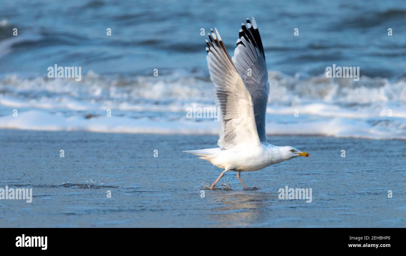 mouette qui s'envolée sur la plage en eau peu profonde. Plage en Hollande Banque D'Images