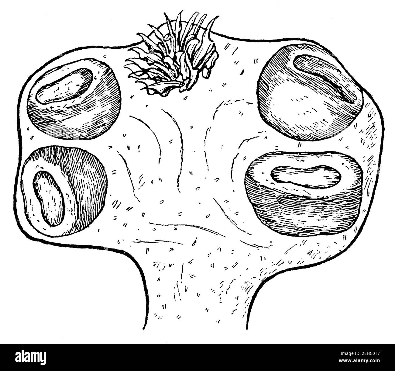 Scolex (tête) de Dipylidium caninum. Illustration du 19e siècle. Allemagne. Arrière-plan blanc. Banque D'Images