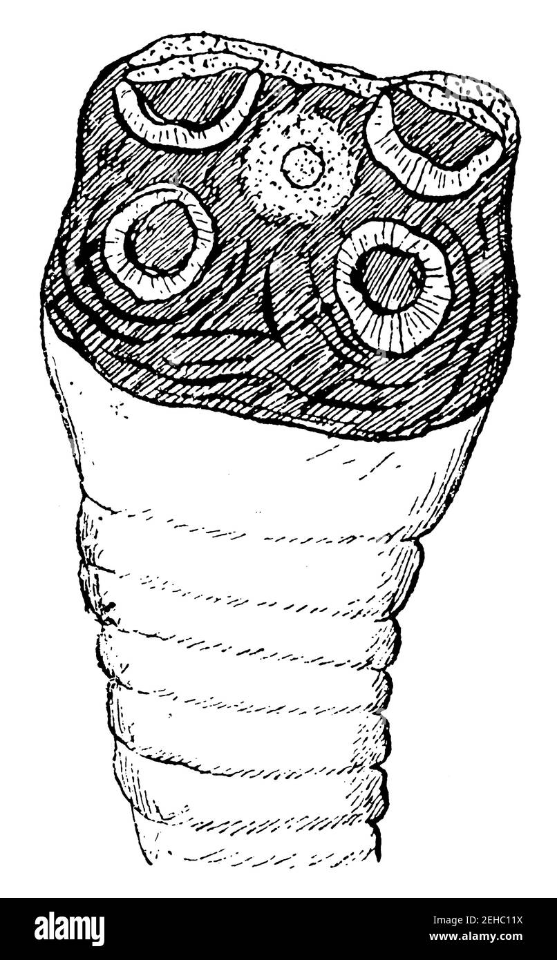 Scolex (tête) de Taenia saginata. Illustration du 19e siècle. Allemagne. Arrière-plan blanc. Banque D'Images