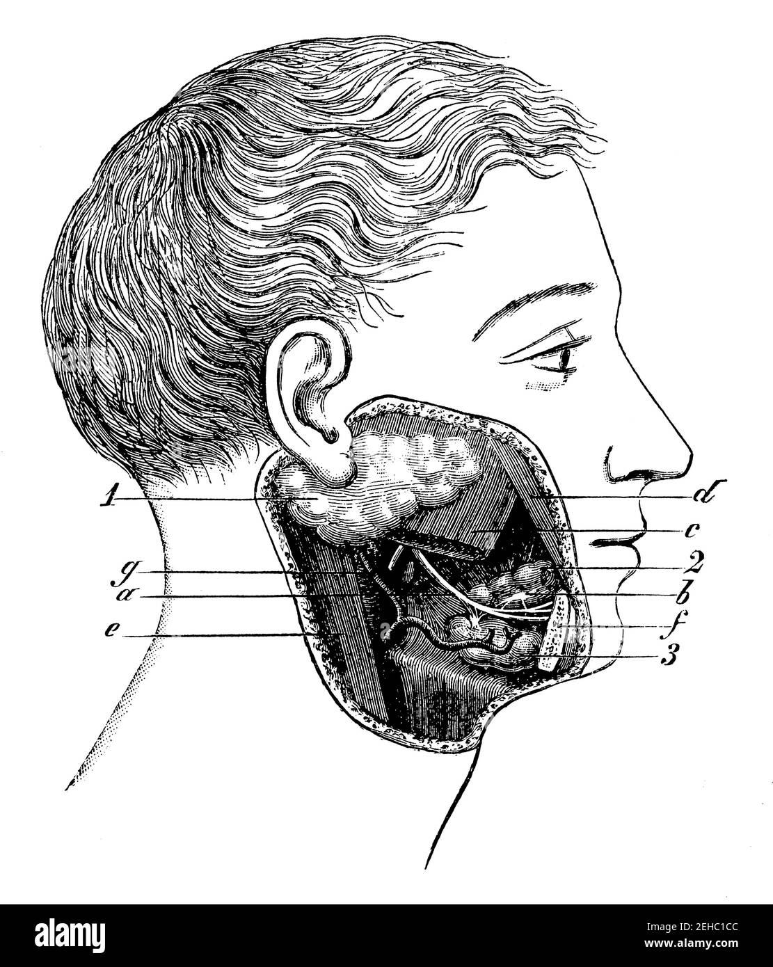 Glande salivaire. Illustration du 19e siècle. Allemagne. Arrière-plan blanc. Banque D'Images