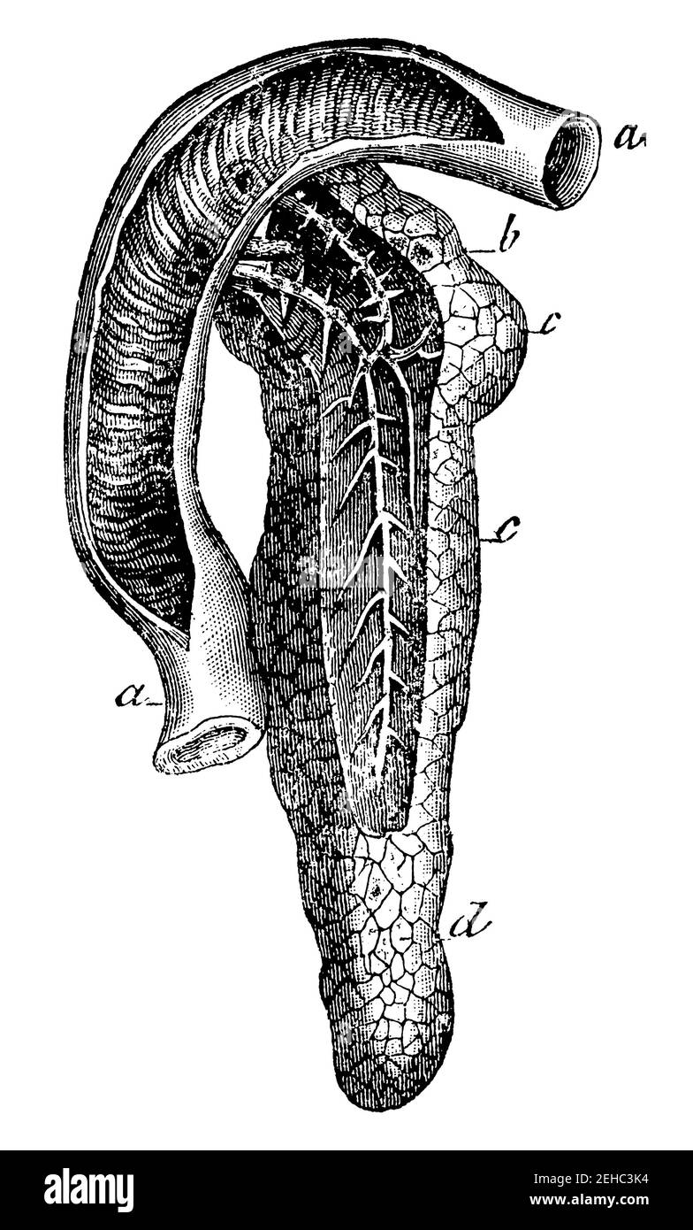 Anatomie du pancréas. Illustration du 19e siècle. Allemagne. Arrière-plan blanc. Banque D'Images