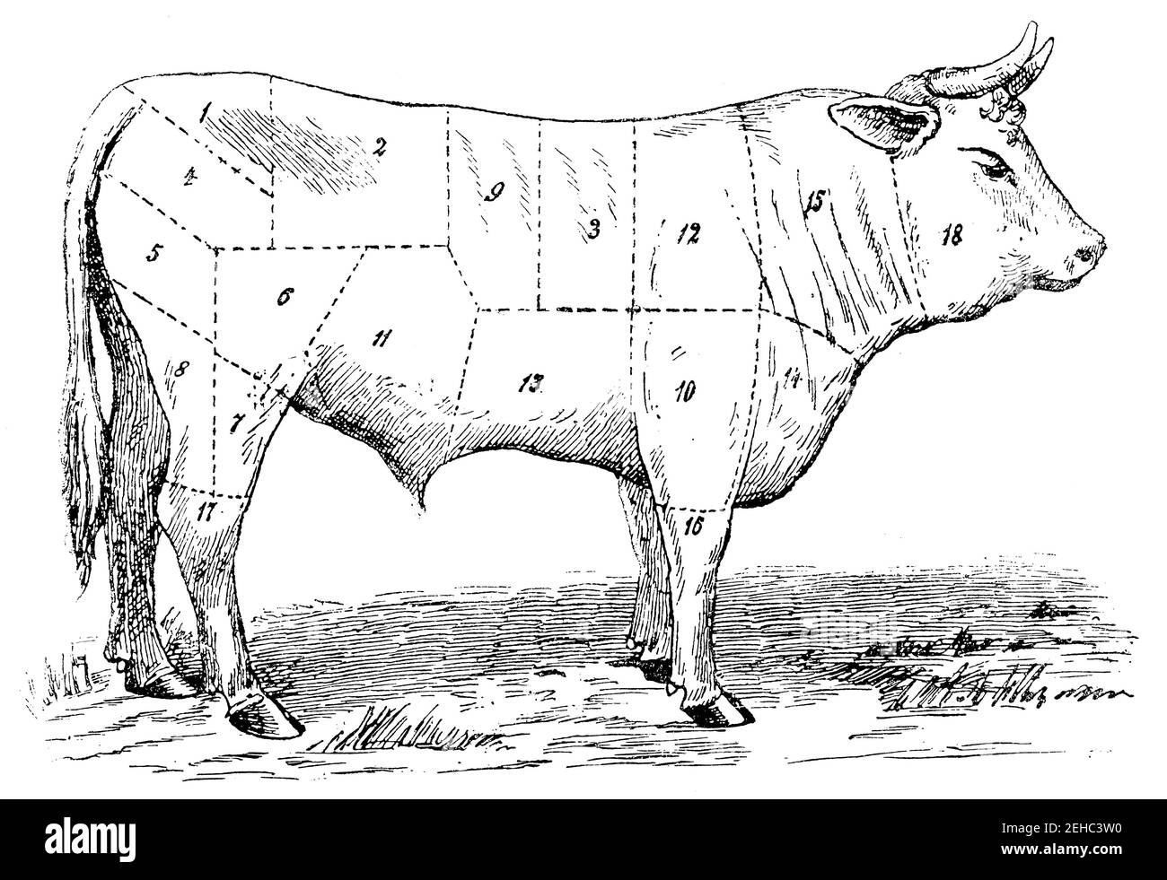 Gradation des types de viande selon le prix. Illustration du 19e siècle. Allemagne. Arrière-plan blanc. Banque D'Images