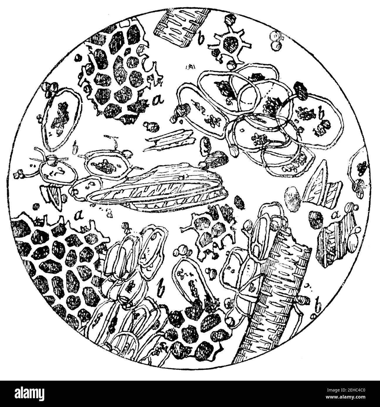 Café moulu mélangé à de la chicorée. Vue au microscope. Illustration du 19e siècle. Allemagne. Arrière-plan blanc. Banque D'Images