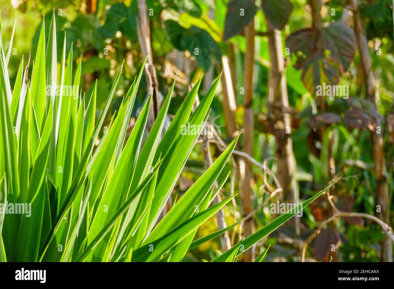 yucca part dans un jardin extérieur par beau temps Banque D'Images