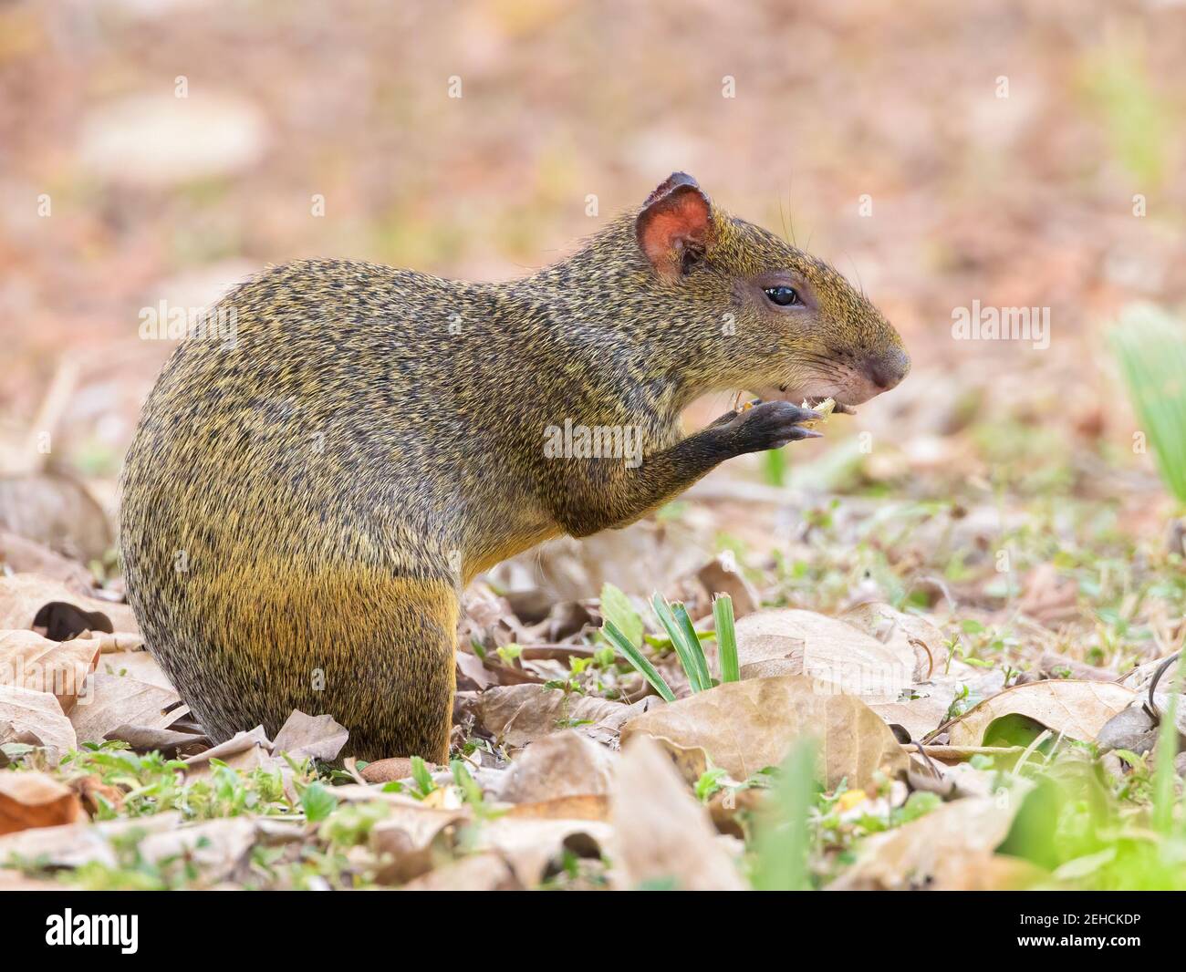 Agouti à rumed rouge (Dasyprotta leporina) gros plan dans l'environnement naturel face à droite, manger Banque D'Images