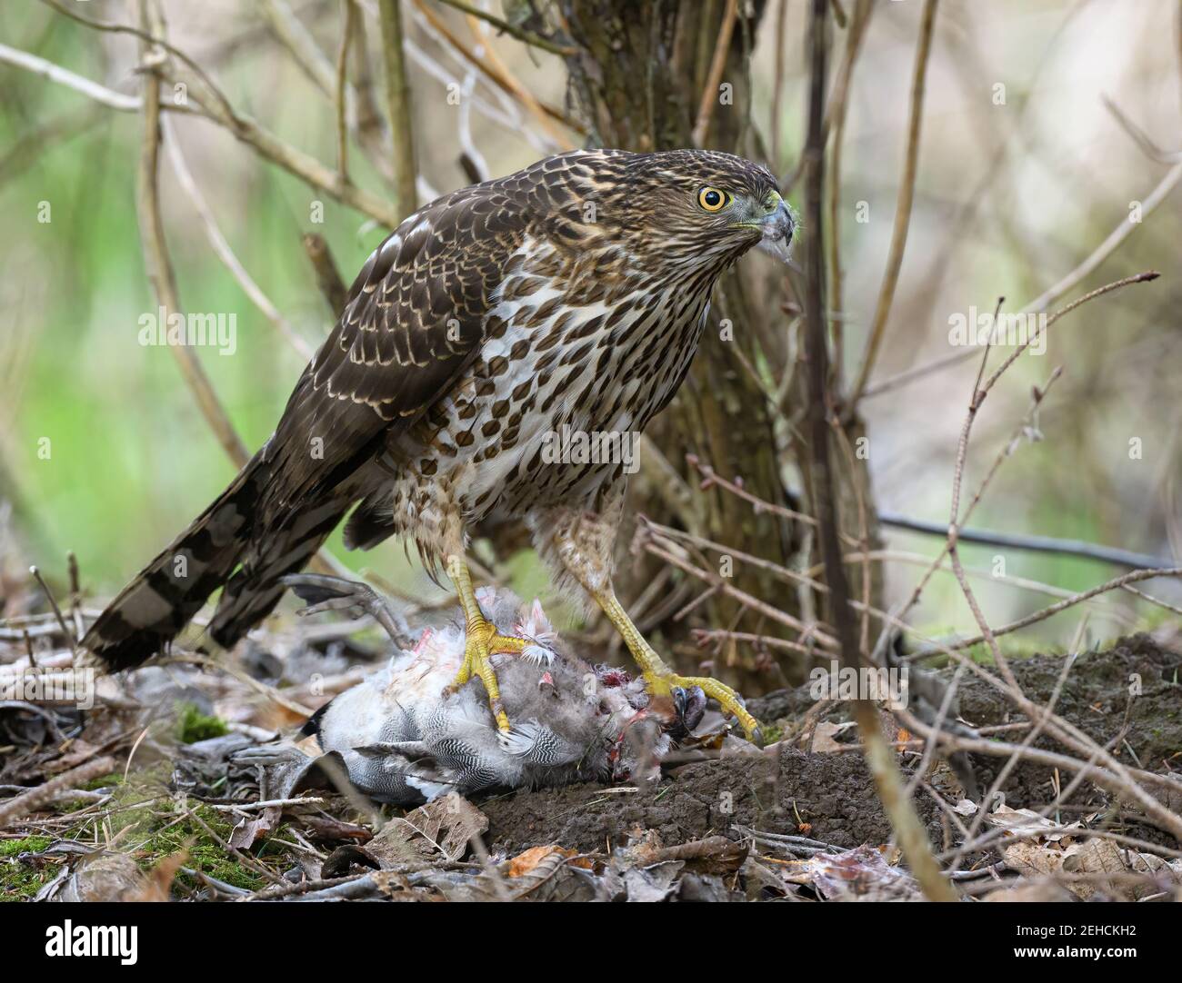 Buse de Cooper juvénile (Accipiter cooperii) avec sarcelle à ailes vertes (Anas crecca) il vient de tuer Banque D'Images