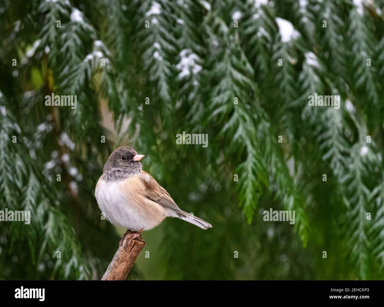Junco aux yeux sombres (Junco hyemalis) perchée devant un cèdre recouvert de neige et regardant à droite Banque D'Images